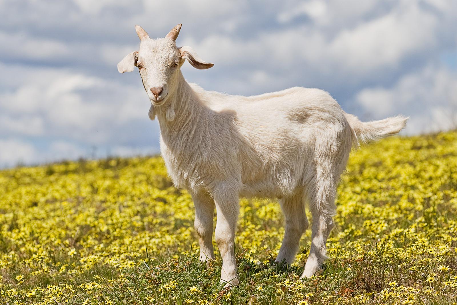 The Goat: Your Artistic and Compassionate Companion (Image Credits: Wikimedia)