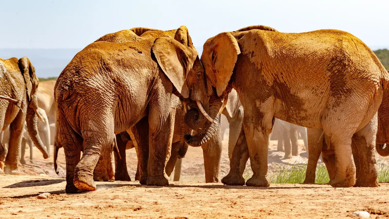 #7 - Elephants Recognize the Voices of 100 Different Individuals (Imported from 500px (archived version) by the Archive Team. (detail page), CC BY-SA 3.0)