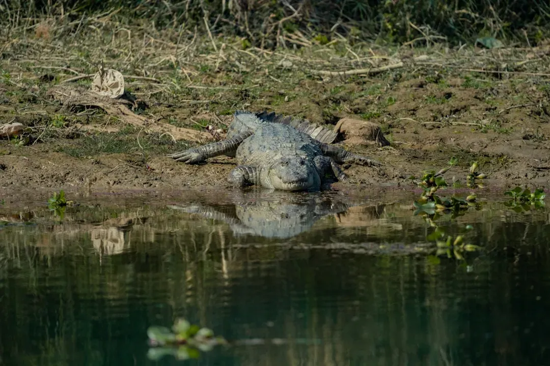 Evolutionary Minimalism: Why “Living Fossils” Still Work in a Changing Climate (Image Credits: Unsplash)