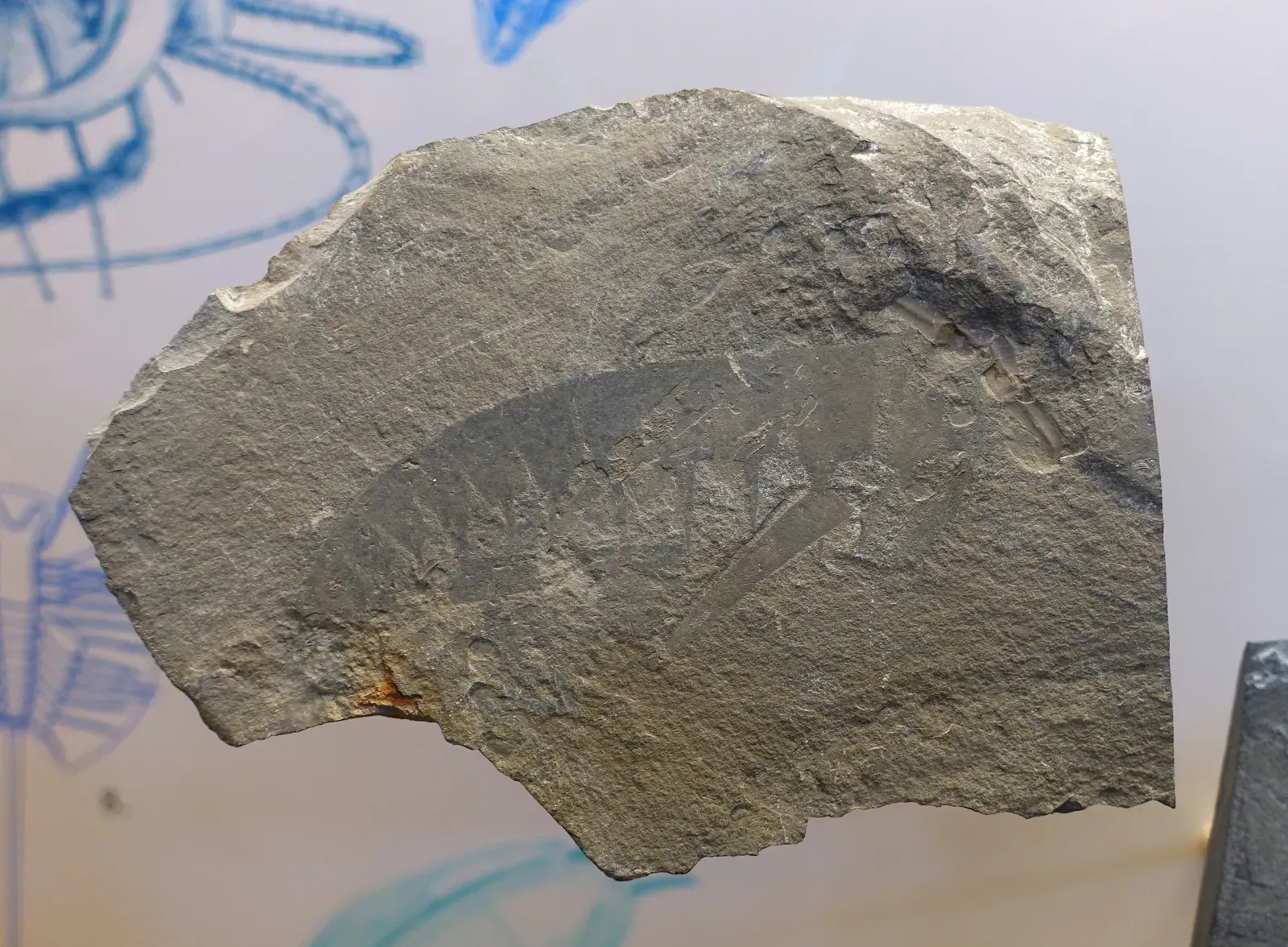 #7 - Burgess Shale, Canada (By Daderot, CC0)
