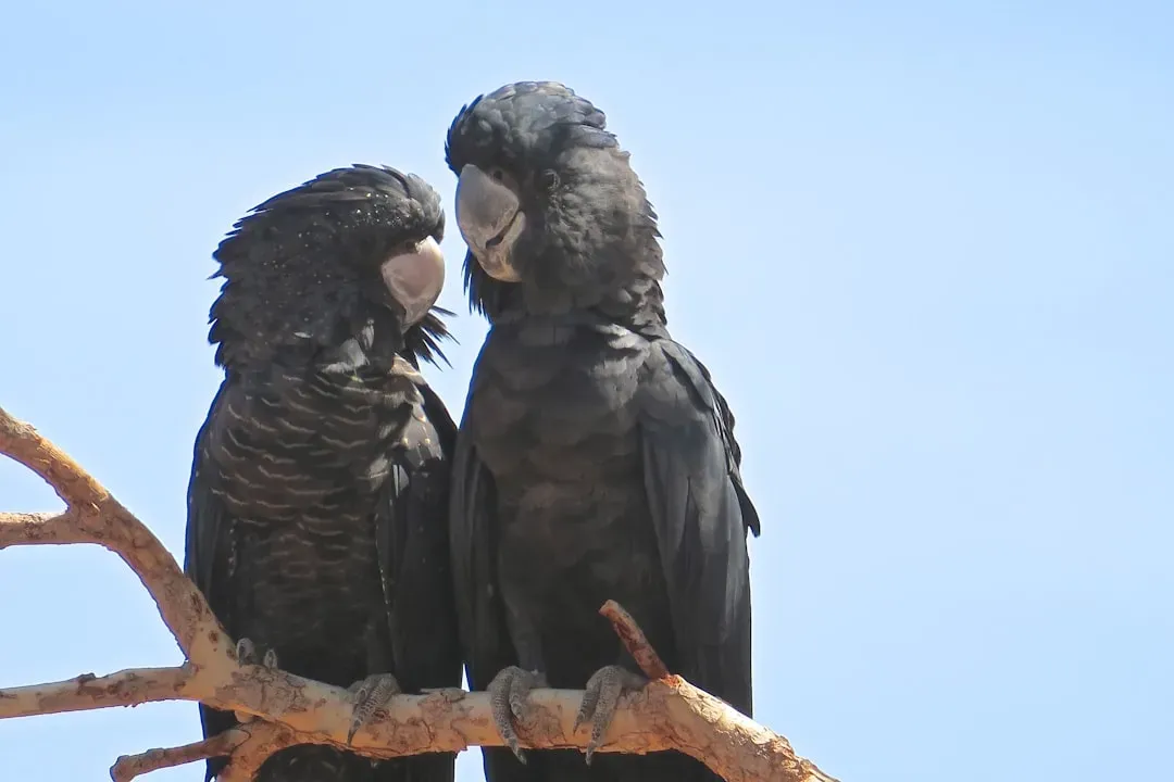 What Birds Tell Us About the Road Not Taken (Image Credits: Unsplash)