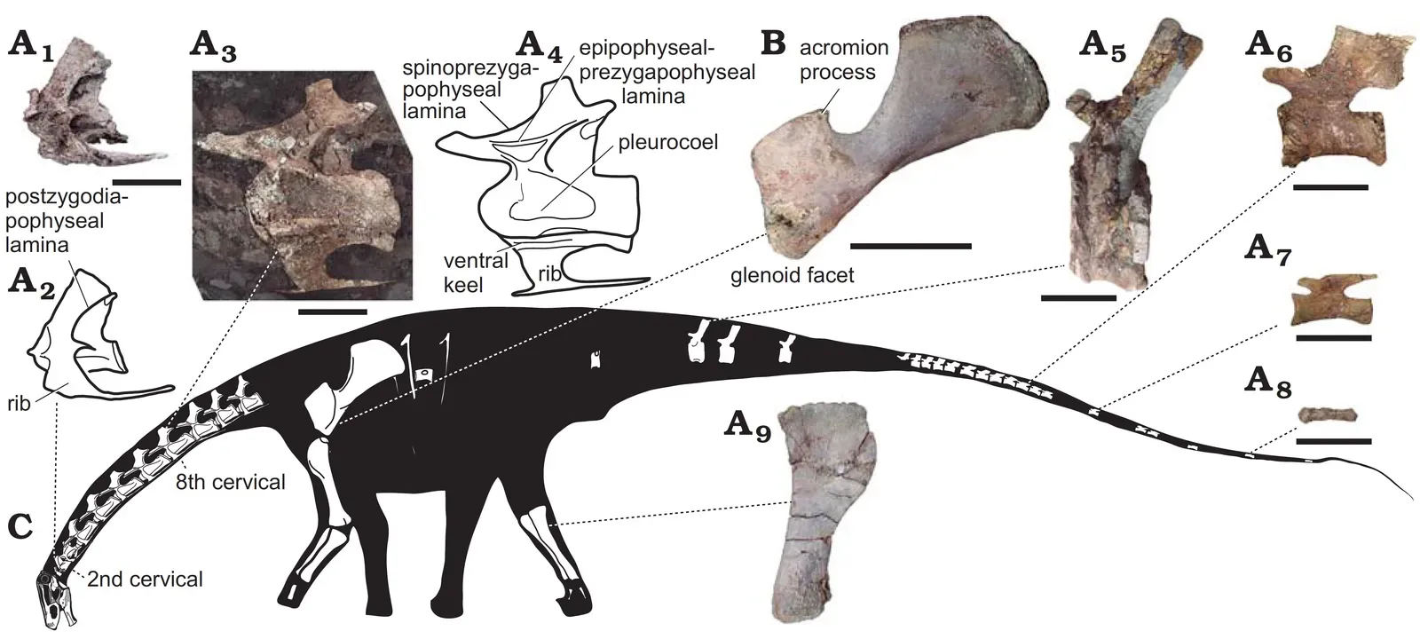 From Cute to Colossal: How Body Shape Changed with Size (By José I. Canudo, José L. Carballido, Alberto Garrido, and Leonardo Salgado, CC BY-SA 4.0)