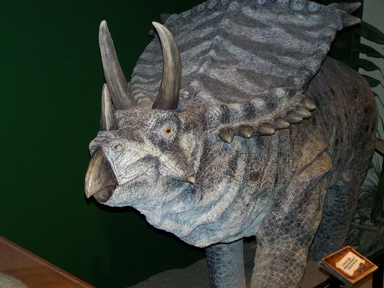 #8 - Triceratops and Torosaurus Were Definitely Separate Species (Image Credits: Pixabay)