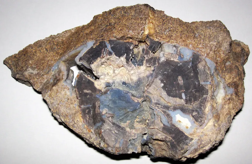 Before the Dinosaurs, There Were Only Microbes (James St. John, Flickr, CC BY 2.0)