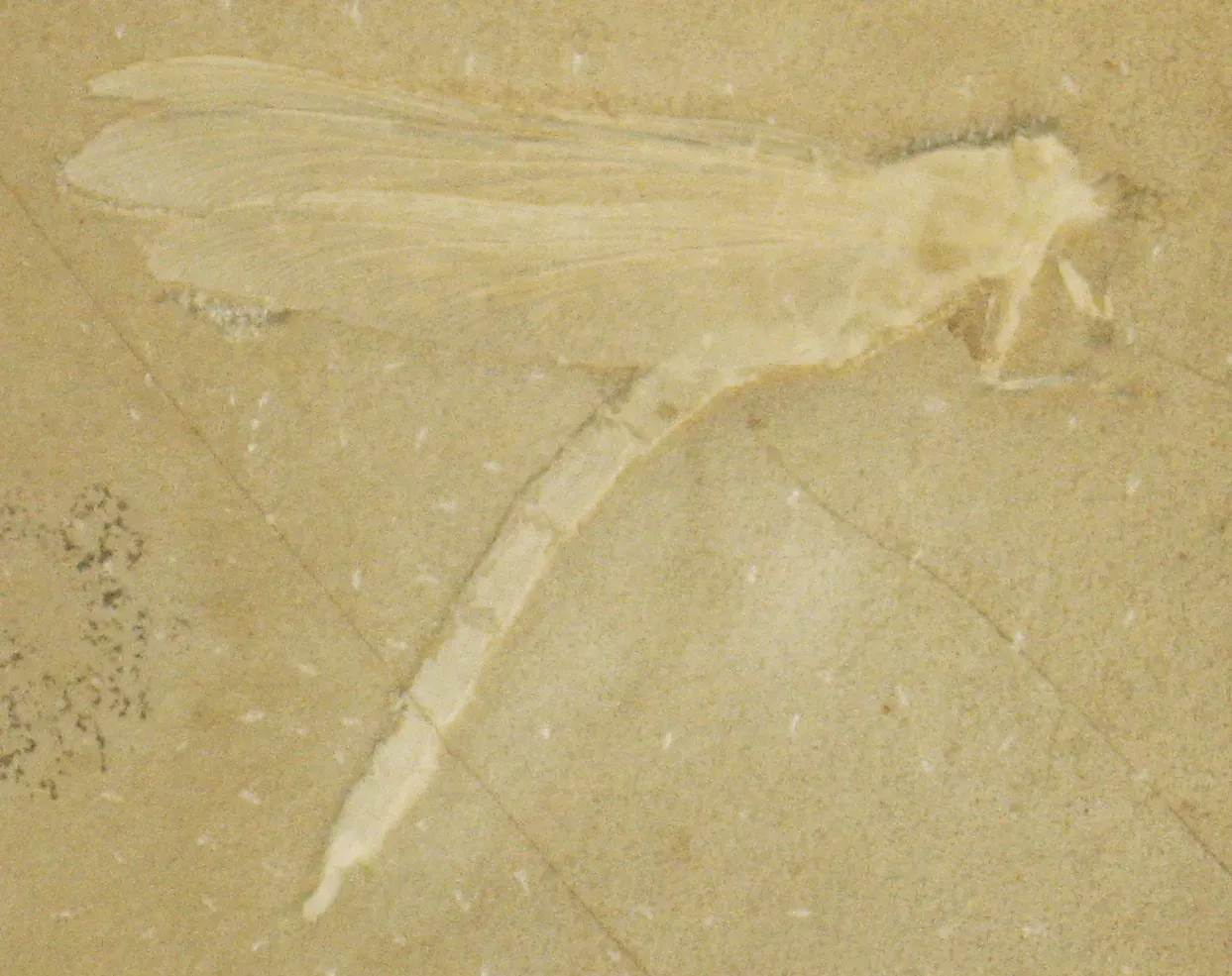 How Earlier Flowers Could Reshape the Story of Insects and Pollination (Urogomphus giganteus (fossil dragonfly) (Solnhofen Limestone, Upper Jurassic; Bavaria, Germany), CC BY 2.0)