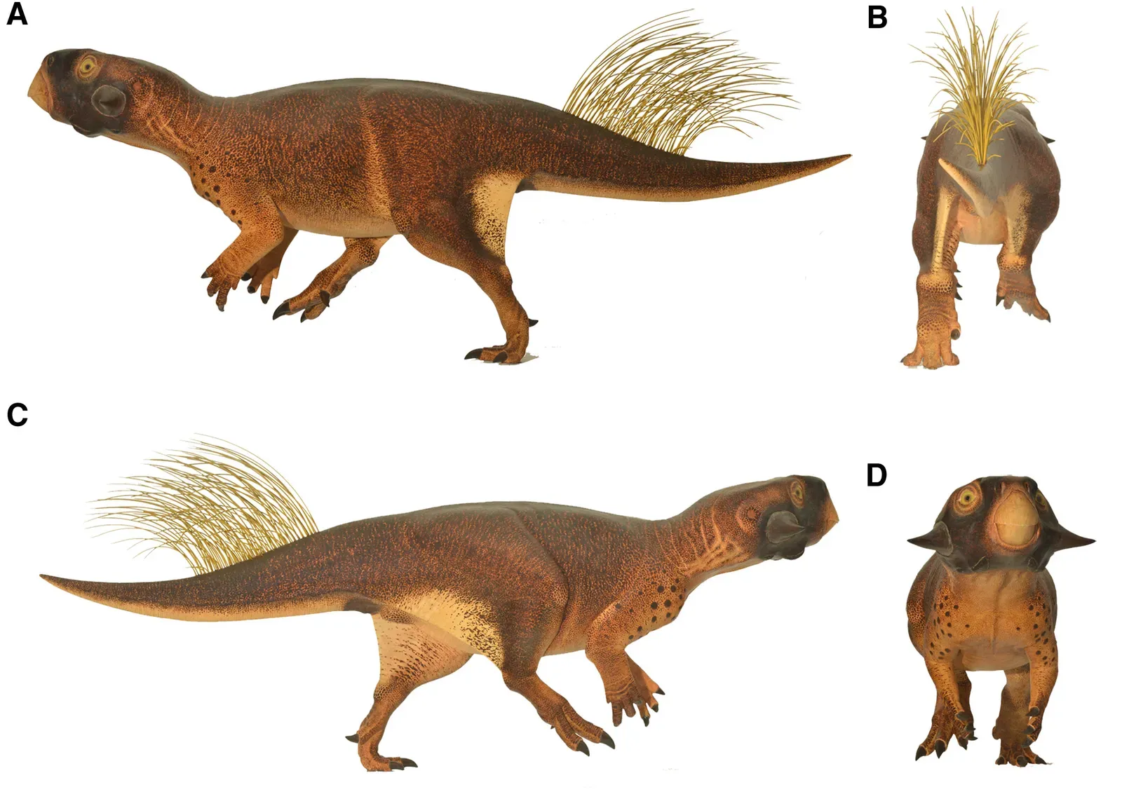 Clue 1: Some Dinosaurs Had Two Completely Different Types of Skin on the Same Body (3D Camouflage in an Ornithischian Dinosaur, Current Biology (2016), https://dx.doi.org/10.1016/j.cub.2016.06.065, CC BY 4.0)