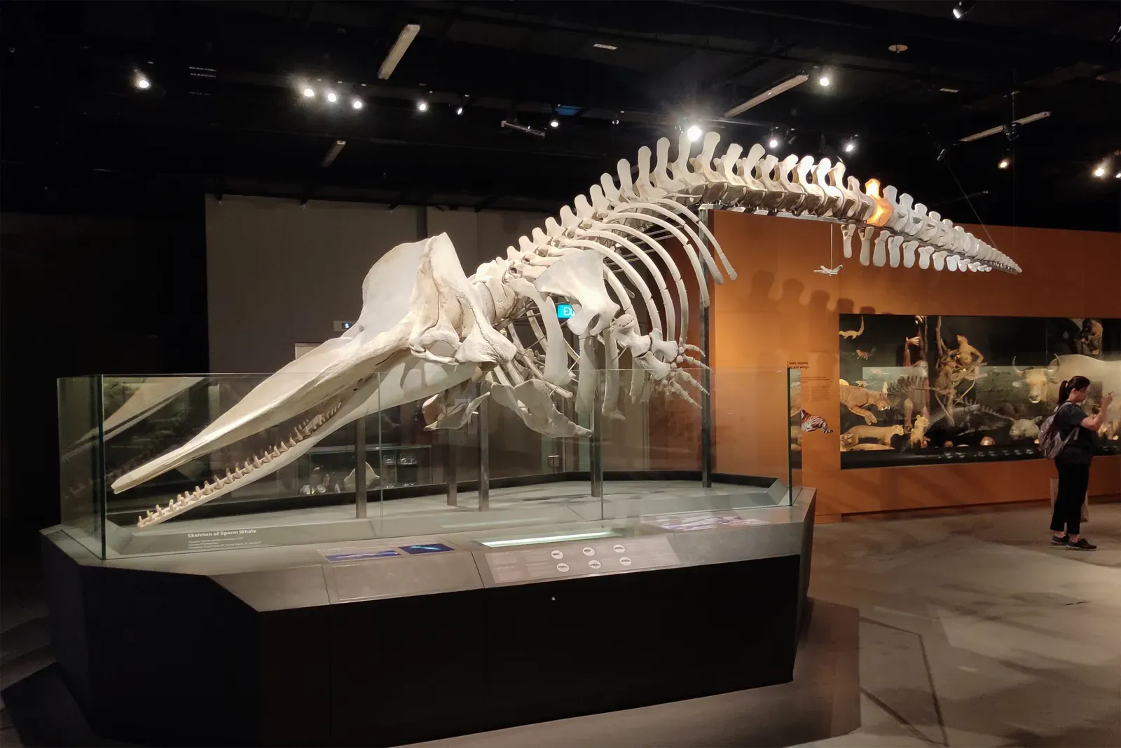 #11 - The "Ancient" Whale Skeletons Quietly Completed With Modern Parts (By Moheen Reeyad, CC BY-SA 4.0)