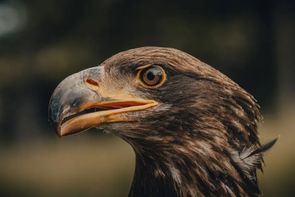 #10 - Fixed Eyeballs That Never Need Autofocus Motors (Image Credits: Pexels)