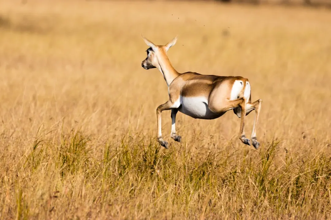Pisces – The Springbok’s Dreamlike Grace (Image Credits: Unsplash)