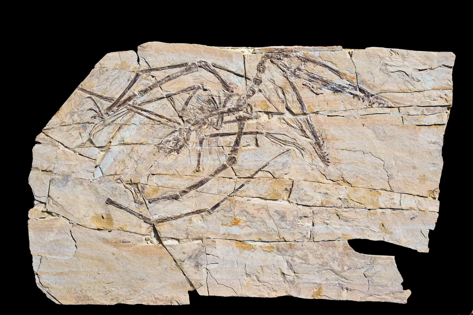 #10 - One Scottish Fossil Rewrote the Entire Family Tree (By Didier Descouens, CC BY-SA 4.0)