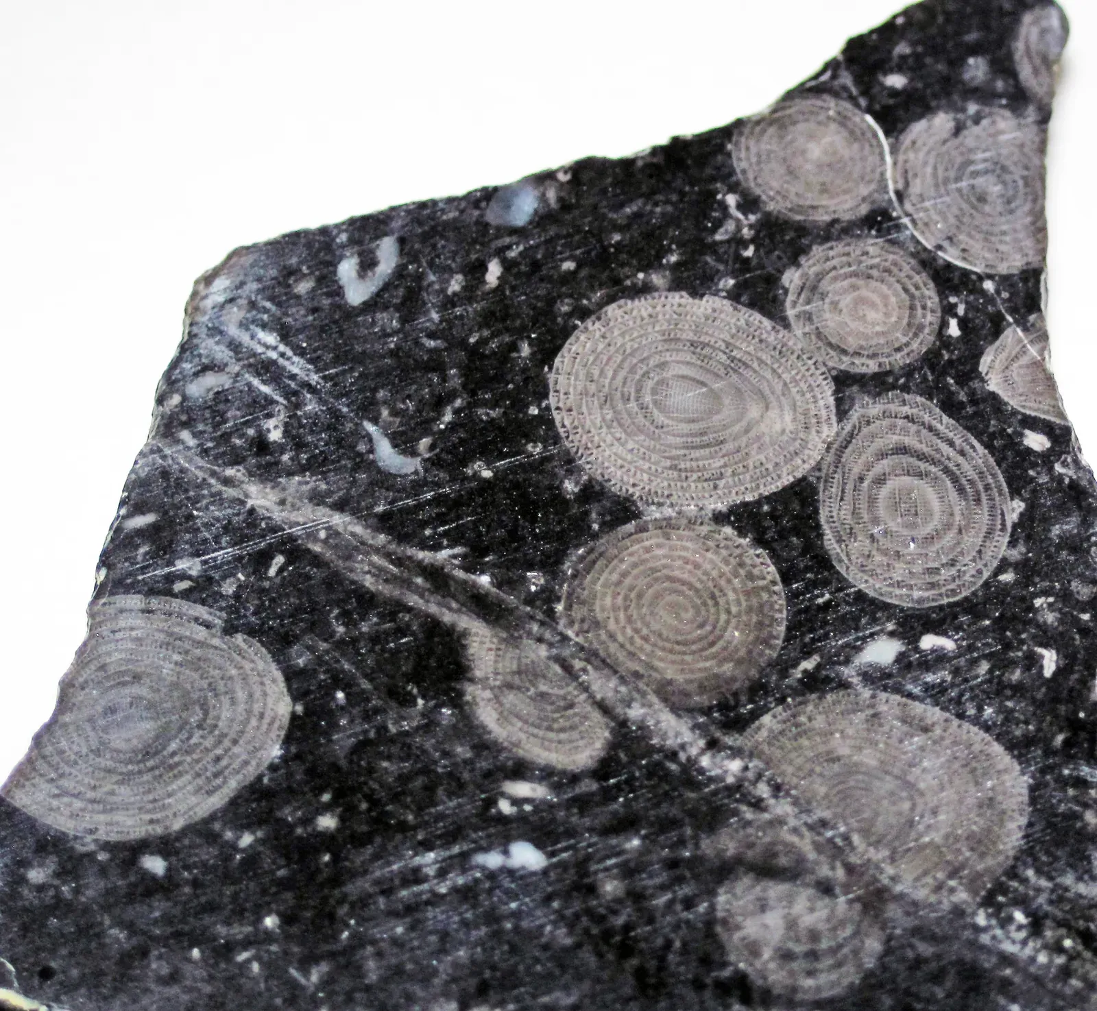 7. The "Great Dying" Nearly Ended Ocean Life Entirely (Yabeina globosa fusulinid foraminifera (Akasaka Limestone, Upper Permian; Kinshozan, Gifu, Honshu, Japan) 1, CC BY 2.0)