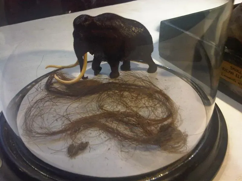 7. Mammoth hair has helped scientists read their life stories like barcodes (kindly granted by the author, CC BY-SA 4.0)