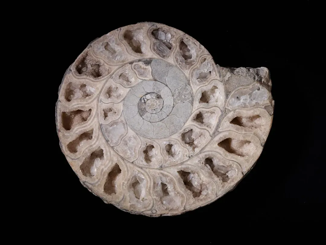 #6 - Some Fossils Sat Unprepared for Decades Because They Were Too Hard to Clean (Image Credits: Unsplash)