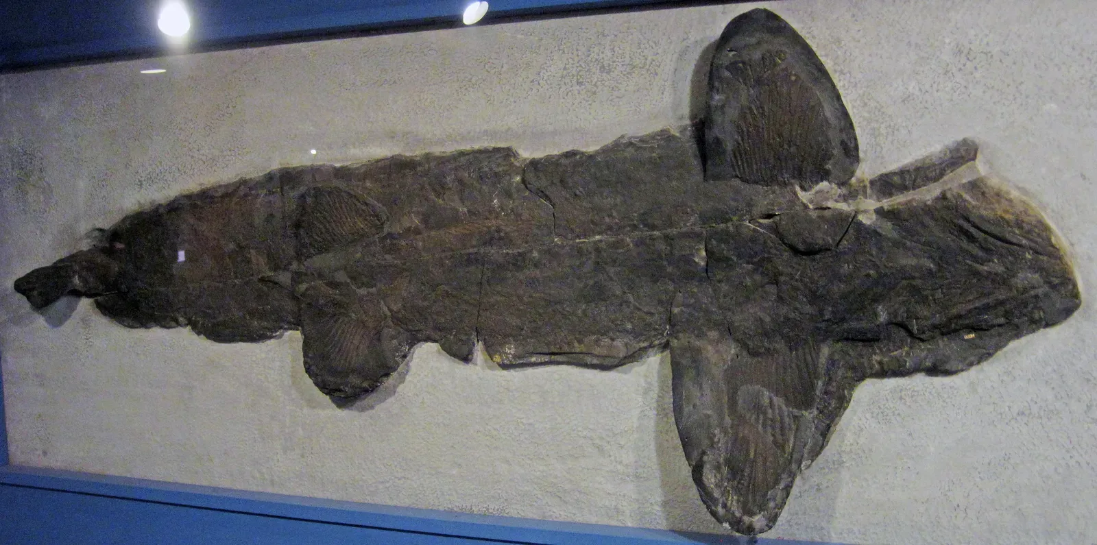 Agnatha's Primitive Teeth Structures (Image Credits: Wikimedia)