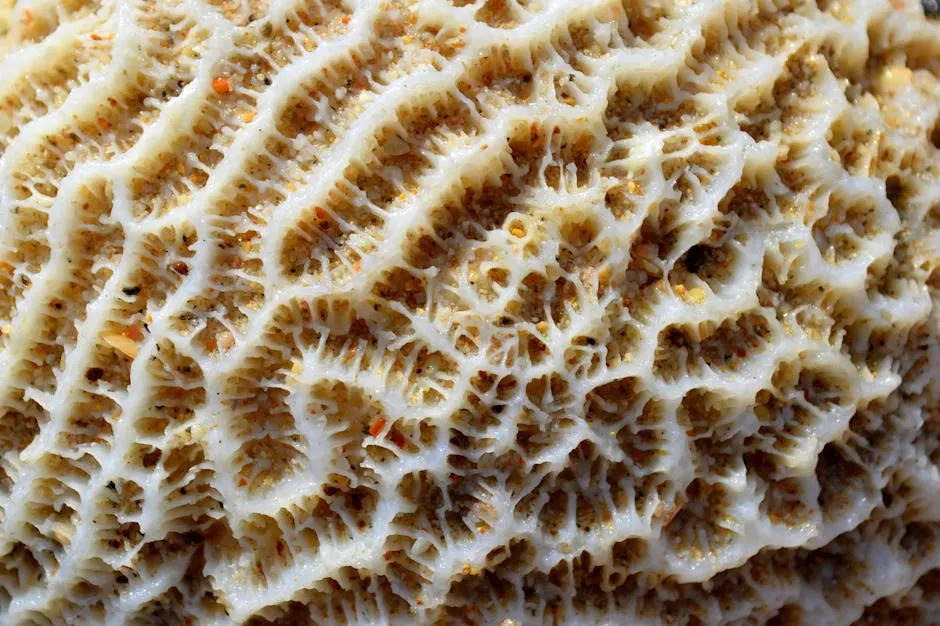 8. Fossil Coral and Shell “Archives” Shape How You Manage Oceans Today (Image Credits: Pexels)