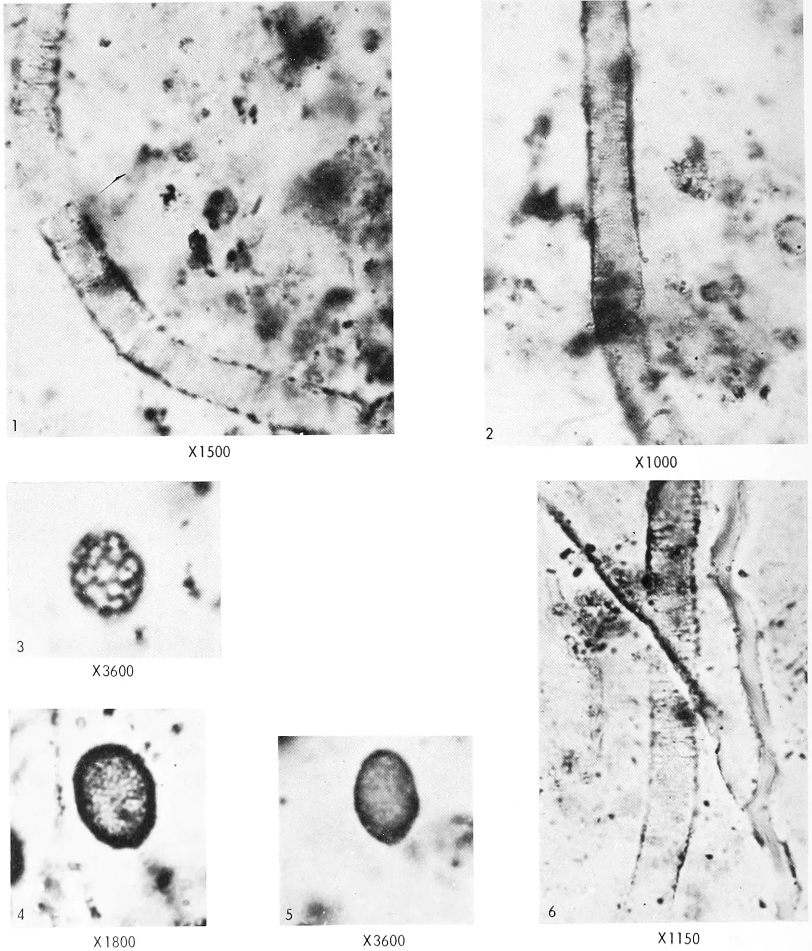 6. Precambrian Microfossils: Life Was Here Billions of Years Earlier Than We Thought (This image has been extracted from another file, Public domain)