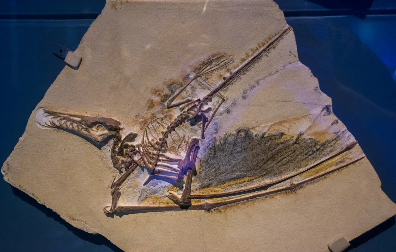 Soft Tissues and Possible Blood Cells in Dinosaur Bones (By Tim Evanson, CC BY-SA 2.0)