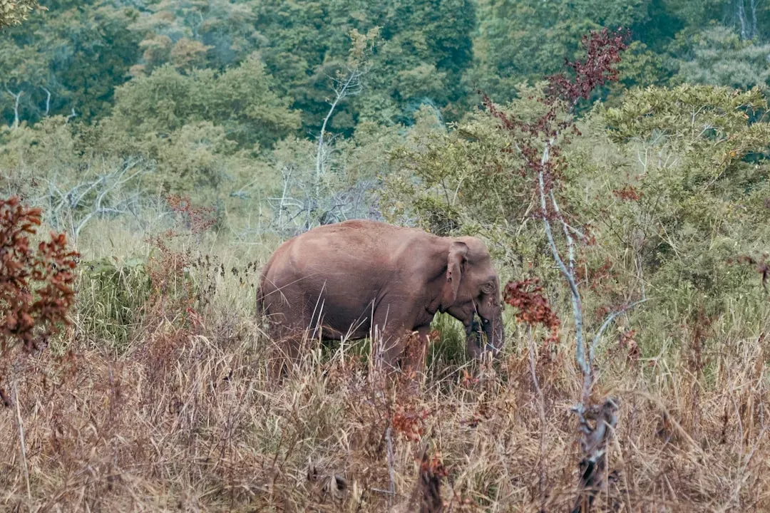 The Urgency Is Real - And Ancient Ecosystems Are Sounding the Alarm (Image Credits: Unsplash)