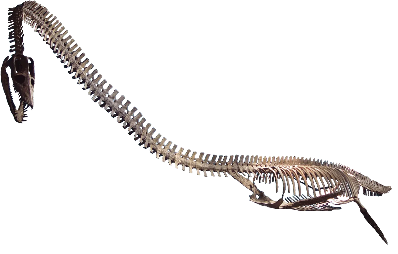 #12 - A Famous Sea Monster Had Its Head Stuck on the Wrong End (By MCDinosaurhunter, CC BY-SA 3.0)