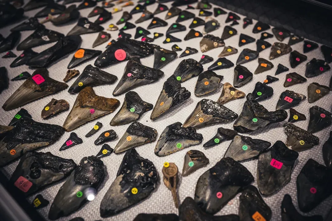 How Much Do We Really Know? The Limits of the Fossil Story (Image Credits: Unsplash)