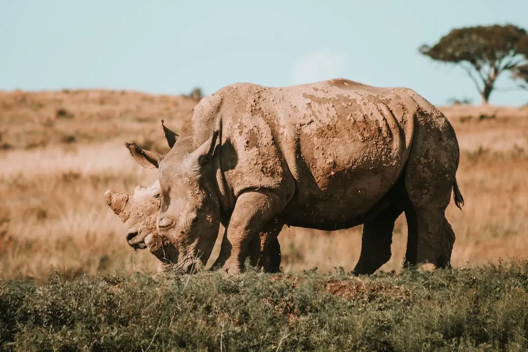 How Fast Are Species Disappearing Today? (Image Credits: Unsplash)
