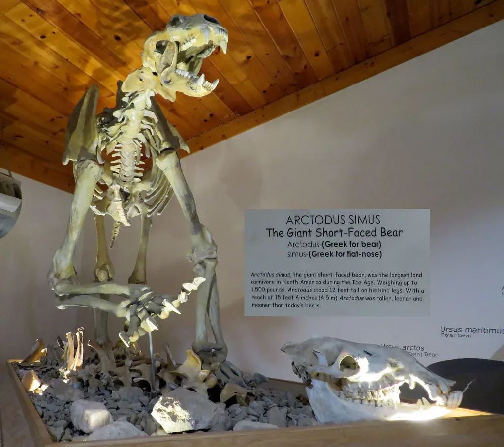 #10 - The Giant Short-Faced Bear Held On Almost to the Holocene (twbuckner, Flickr, CC BY 2.0)
