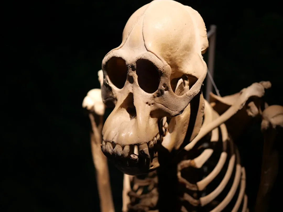 Where Did the Apes Actually Come From? (Image Credits: Unsplash)