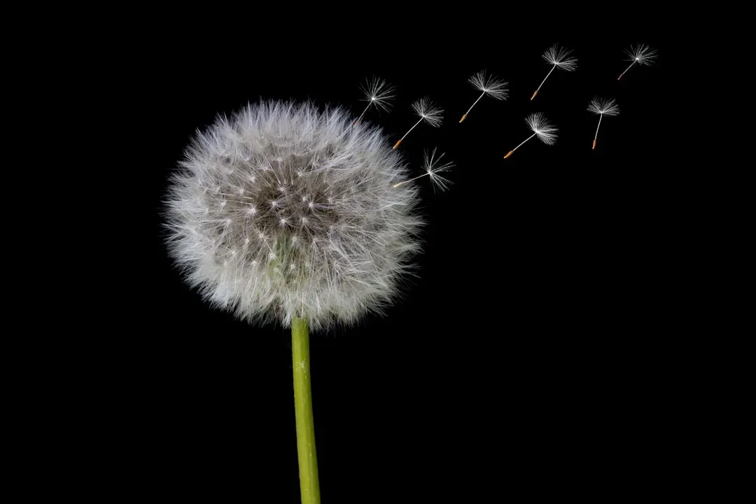 The Opportunist: Dandelion Seeds and High‑Risk Explorers (Image Credits: Unsplash)