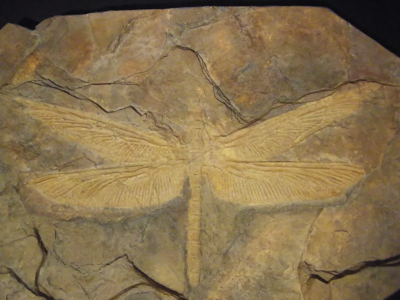 #3 - The Giant Insect That Broke The Atmospheric Models (By Ghedoghedo, CC BY-SA 3.0)