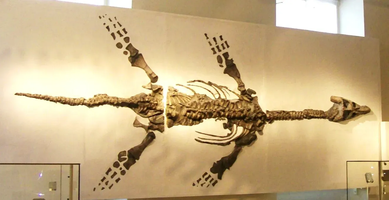 #3 - A Skeleton Dug Up in 1978 Turned Out to Be a New Species Decades Later (By Poliphilo, CC0)