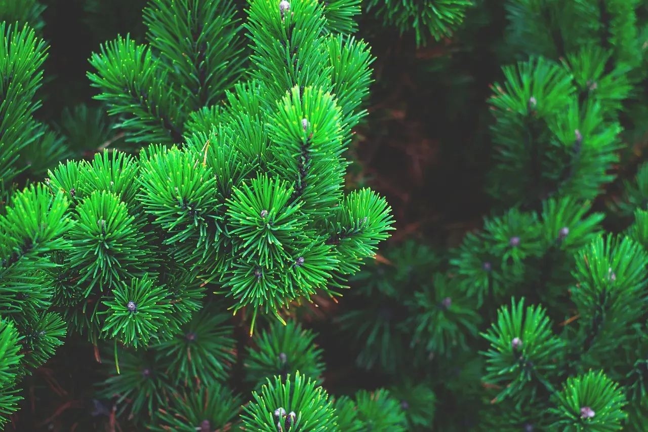 #5: Conifers – Pine, Spruce, and Cedar With Deep Roots in Time (Image Credits: Pixabay)