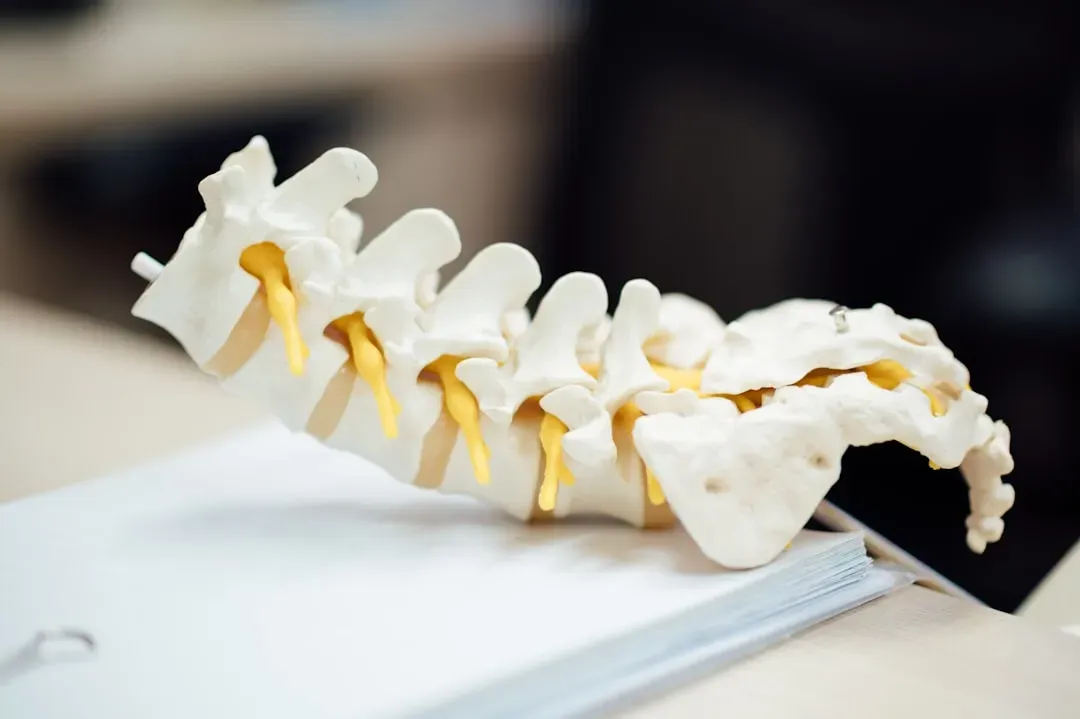 What the Tailbone Tells Us About Who We Are (Image Credits: Unsplash)