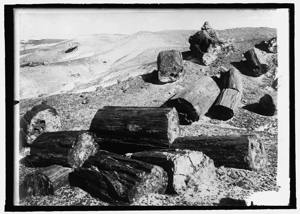 Fossil Forests Buried Beneath the Ice (Image Credits: Rawpixel)