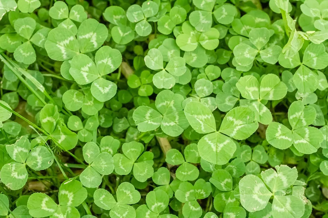 #4 Clovers and Other Nitrogen‑Fixing Legumes: Free Fertiliser Engineers (Image Credits: Unsplash)