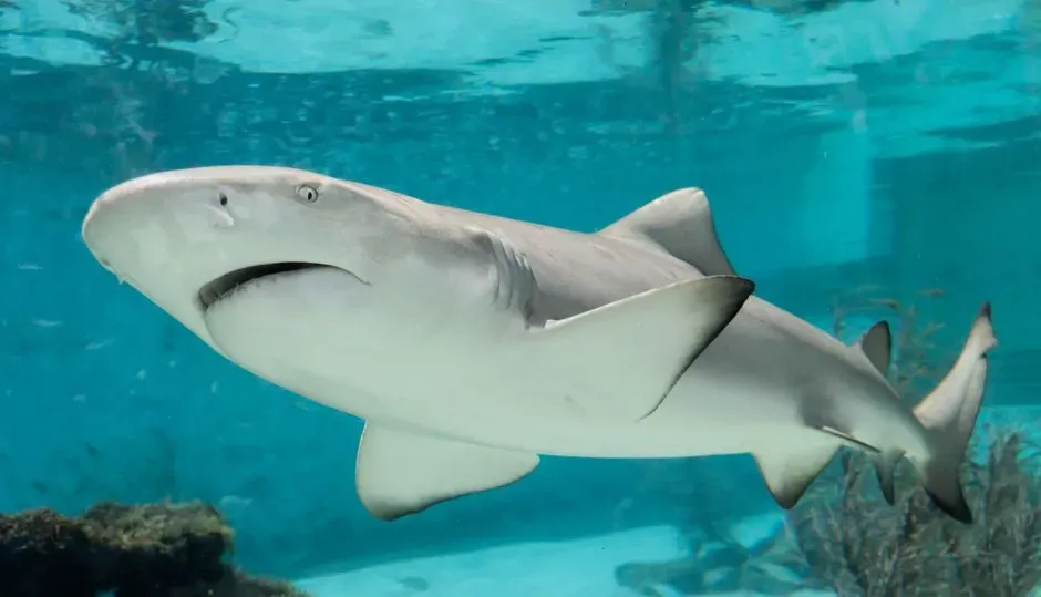 6. Sharks and Their Early Cartilaginous Kin (Image Credits: Pexels)