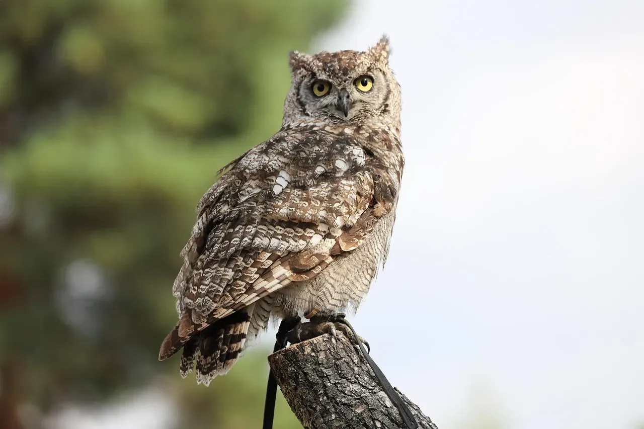 Aquarius: The Sacred Owl (Image Credits: Pixabay)