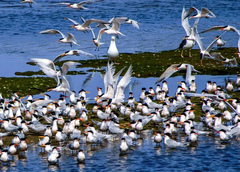 Libra – The Flocking Bird’s Social Balance Instinct (Image Credits: Pexels)