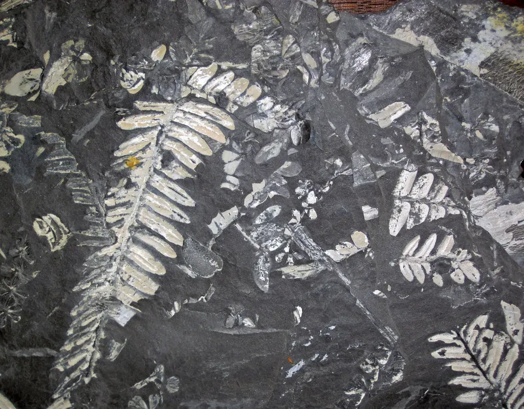 Conclusion: Seeing Ancient Ecosystems Through a Green Lens (James St. John, Flickr, CC BY 2.0)