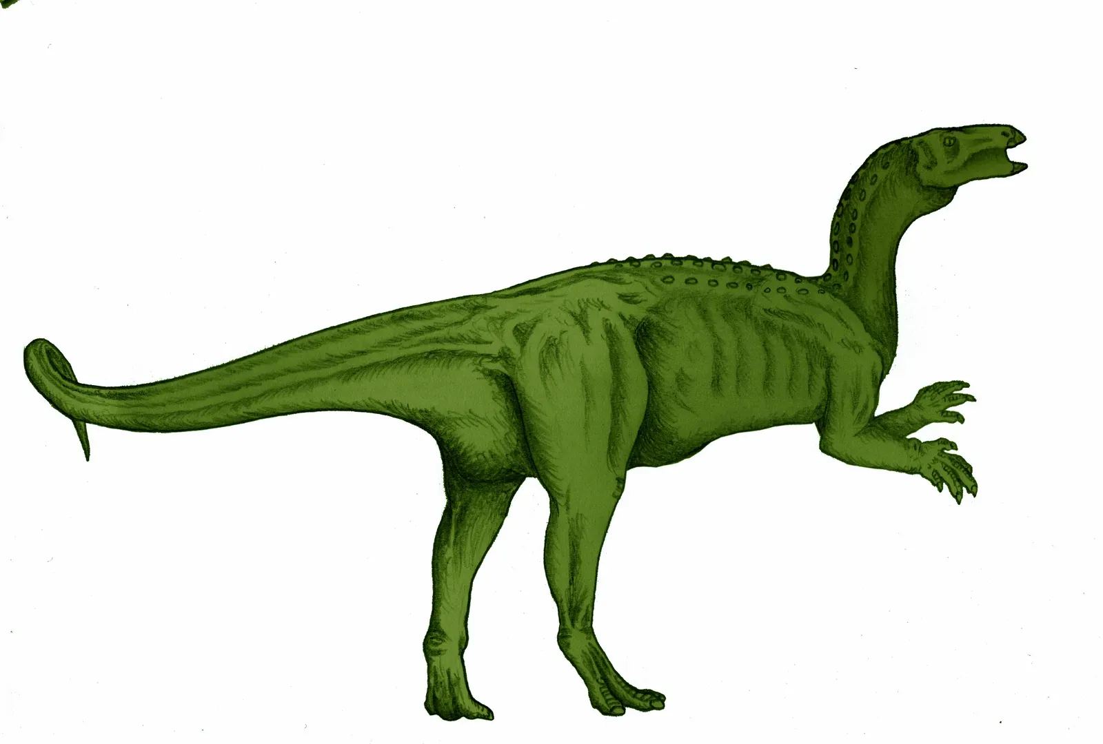 Dietary Flexibility and Adaptability (Image Credits: Wikimedia)