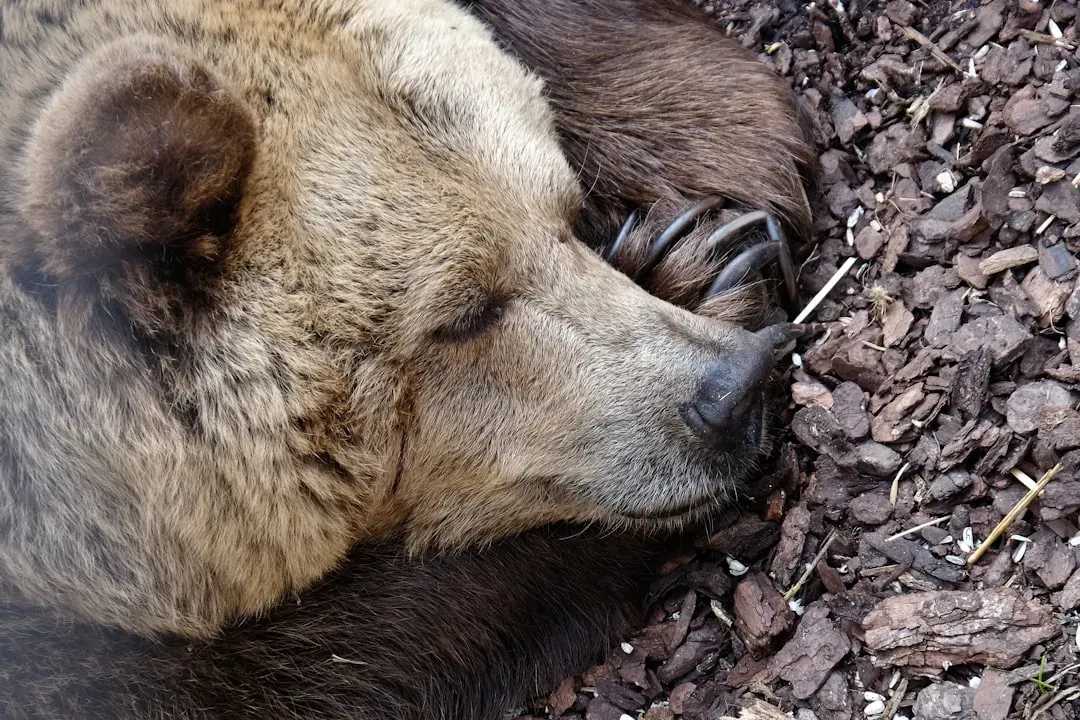 #9 - "They Hibernate Like a Rock, Basically 'Dead' All Winter" (Image Credits: Unsplash)