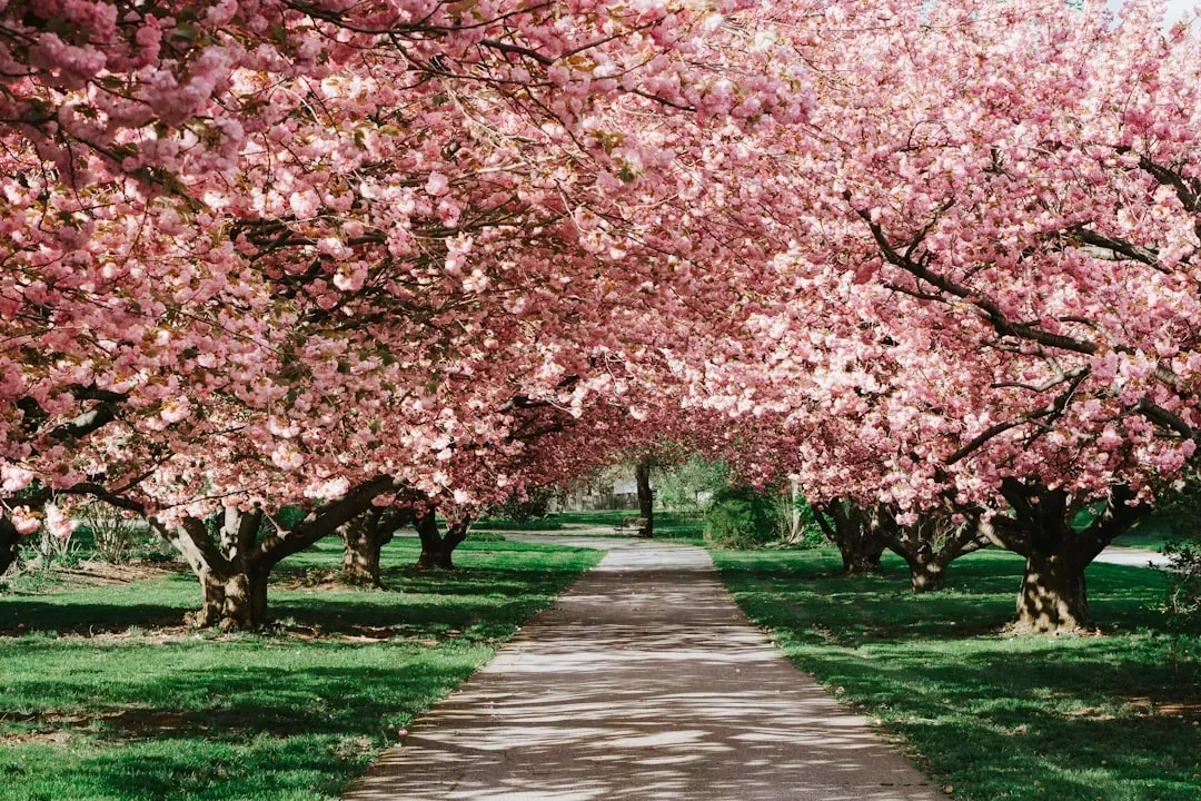 Aries – Cherry Blossom Tree (Image Credits: Unsplash)