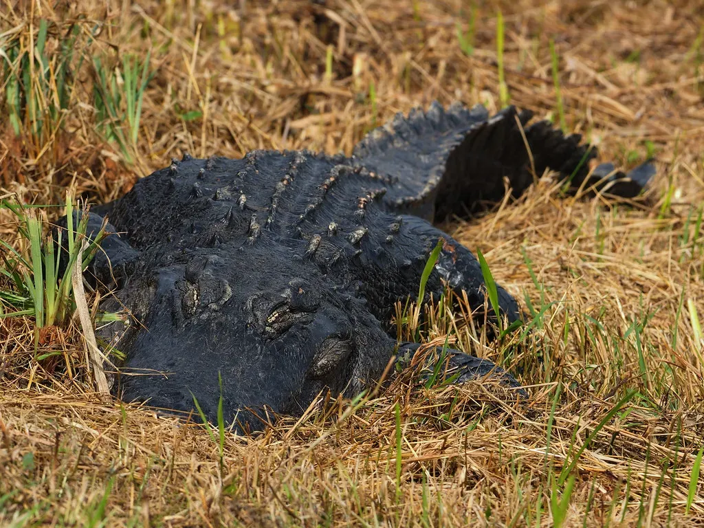 3. Alligators: American Swamp Royals With Prehistoric Blueprints (Judy Gallagher, Flickr, CC BY 2.0)