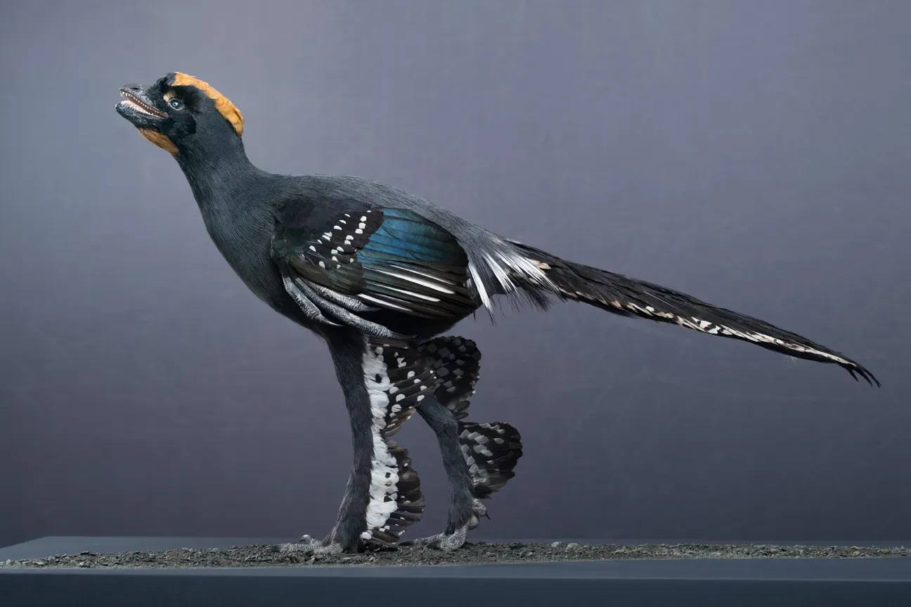 #5 - Folding a Feathered Arm Neatly Against the Body While Simply Walking (By TB0815, CC BY 4.0)