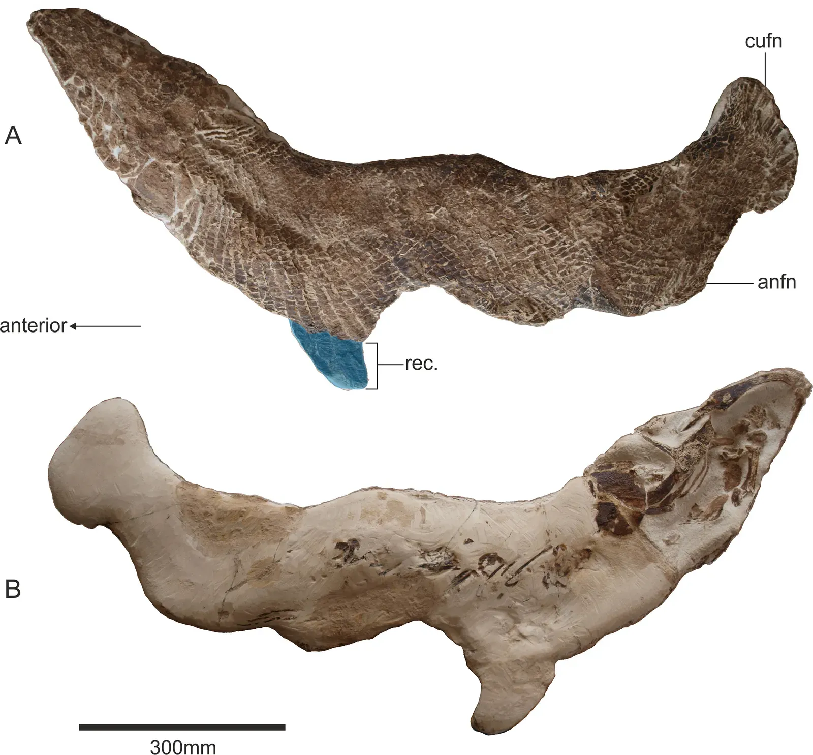 What this desert really tells us about our place in deep time (By Cooper et al, CC BY 4.0)