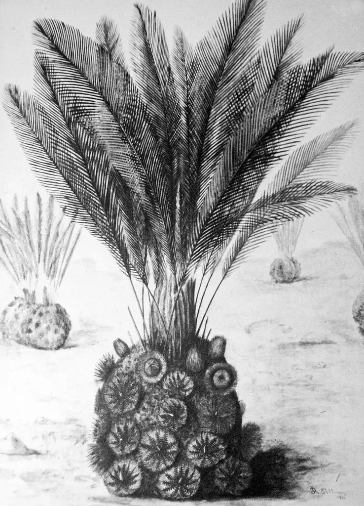 8. Bennettitales: Flower-Like Plants Before Flowers (James St. John, Flickr, CC BY 2.0)