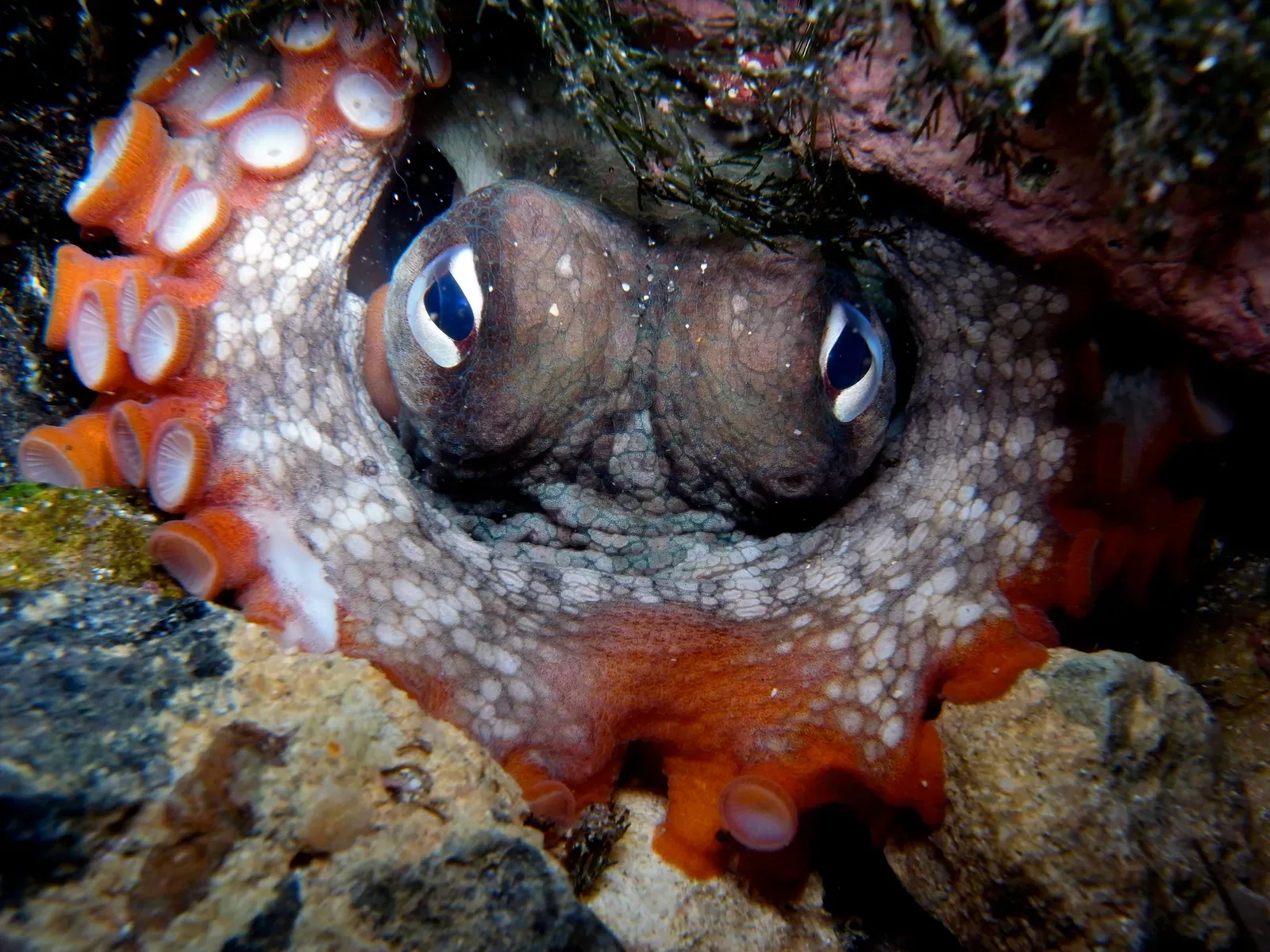 #8 - Wild Octopuses Are Throwing Things at Each Other (By Sylke Rohrlach, CC BY-SA 4.0)