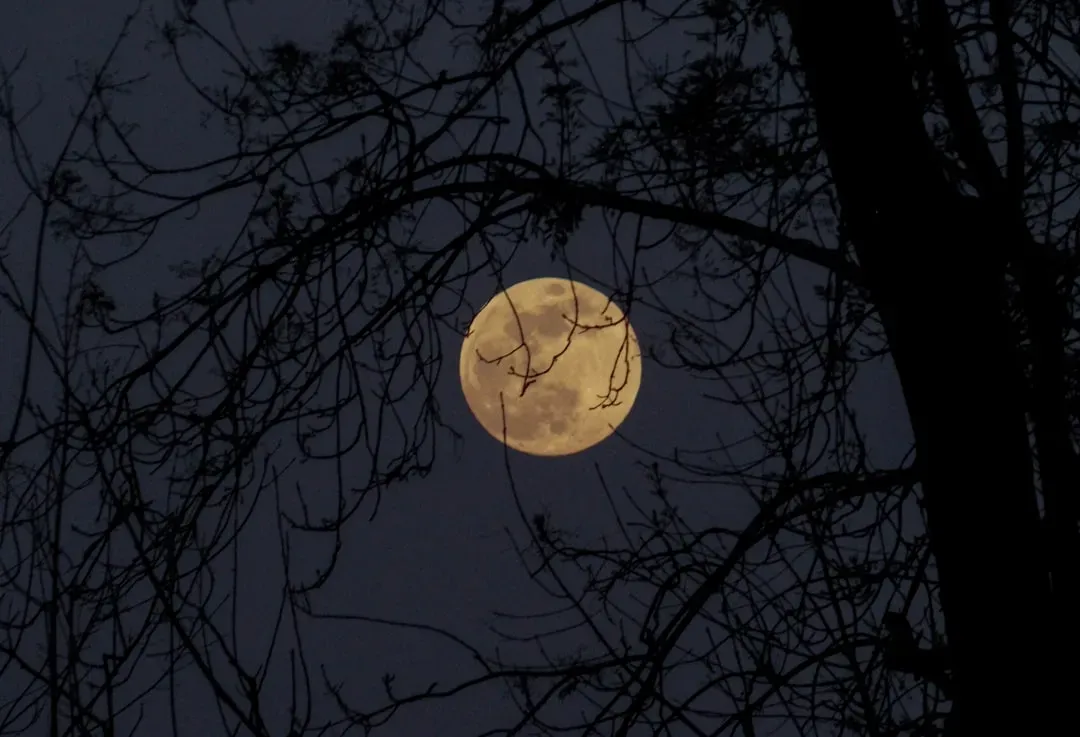 A Closer Moon in the Dinosaur Sky (Image Credits: Unsplash)
