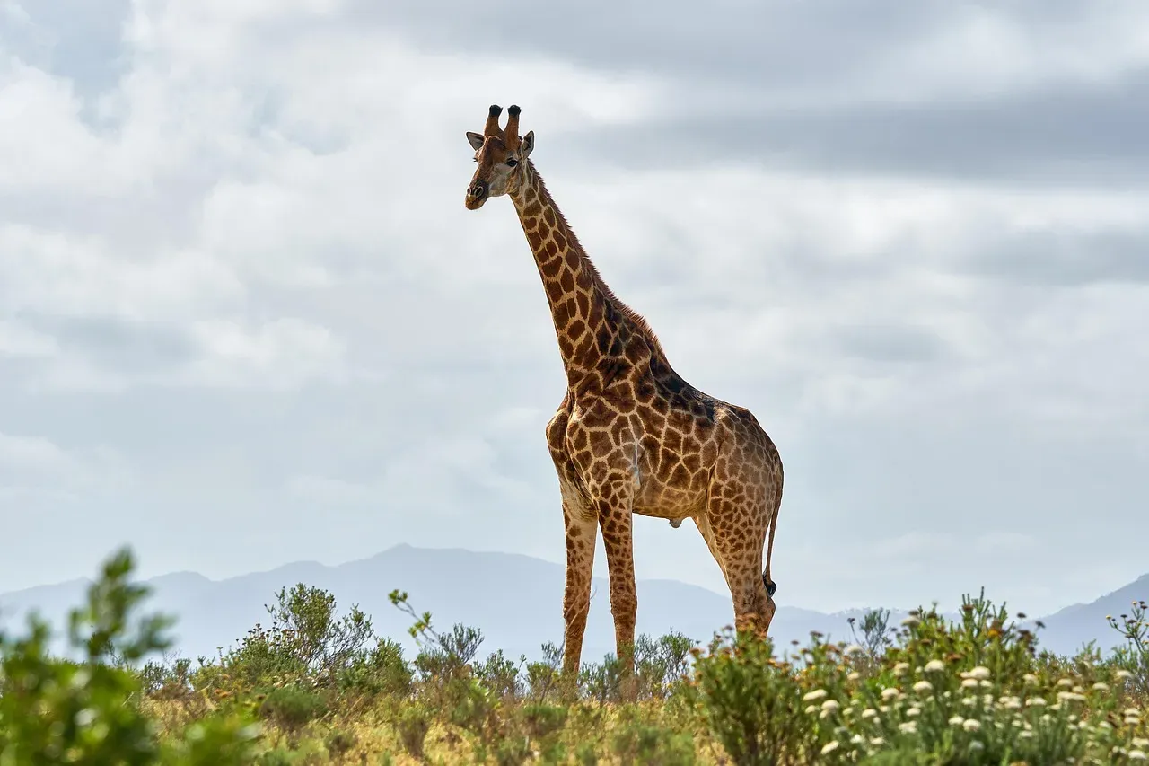 The Gentle Giraffe: Unique Perspective Seeker (Image Credits: Pixabay)