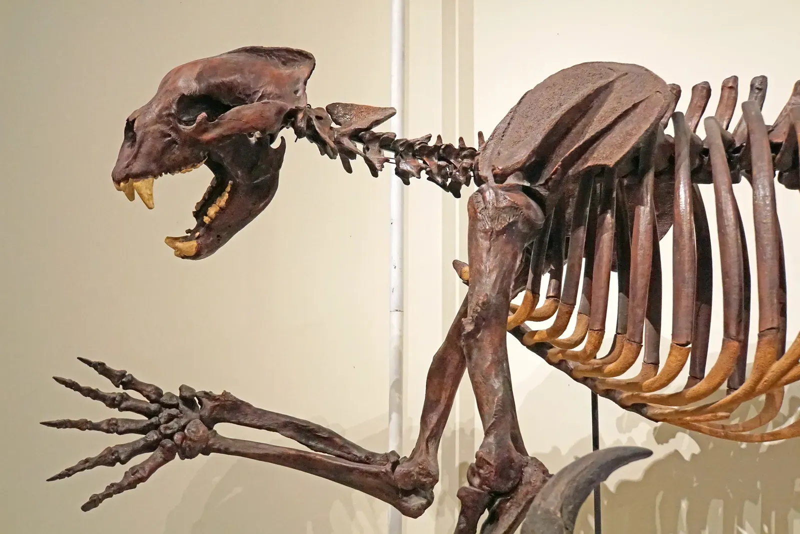 #4 - It Ate Almost Nothing But Meat (DSC09100 - Extinct Bear, CC BY-SA 2.0)