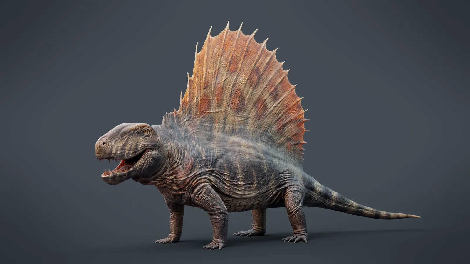 Dimetrodon: The Sail-Backed Predator Everyone Mistakes for a Dinosaur (Image Credits: Wikimedia)
